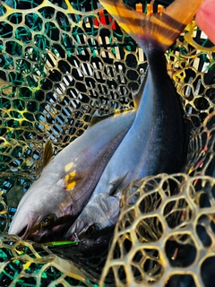 ネリゴの釣果