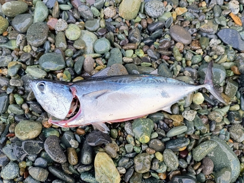 ヒラソウダの釣果