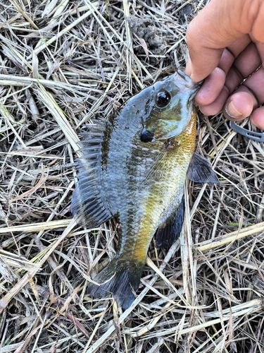 ブルーギルの釣果