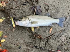 セイゴ（マルスズキ）の釣果