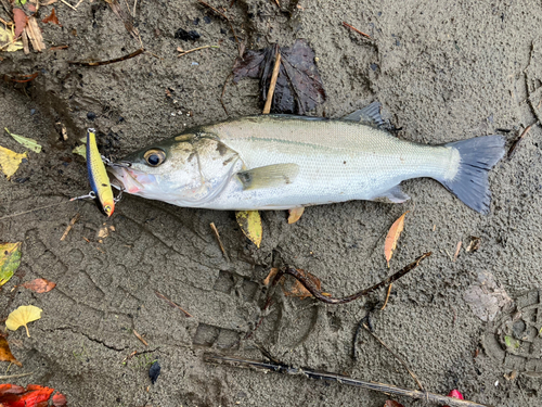 セイゴ（マルスズキ）の釣果