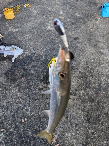 カマスの釣果