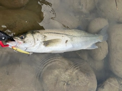 フッコ（マルスズキ）の釣果