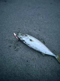 ワカシの釣果