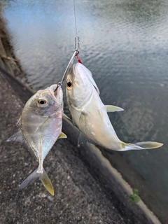 メッキの釣果