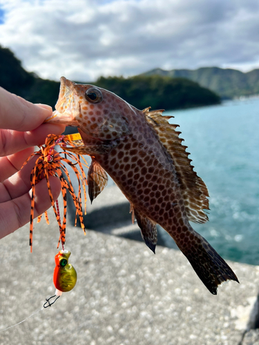 オオモンハタの釣果