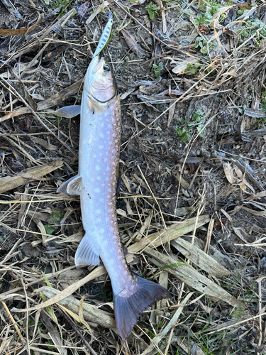 アメマスの釣果