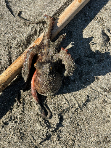 タコの釣果