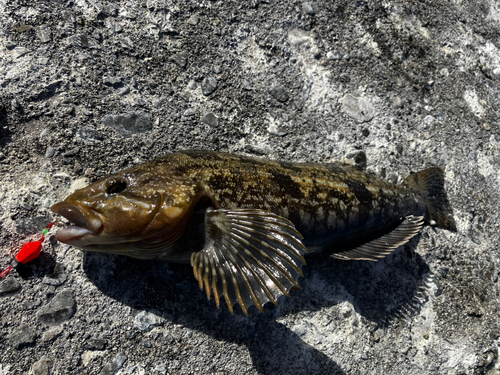 アイナメの釣果