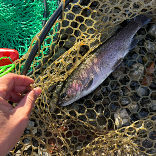 ニジマスの釣果