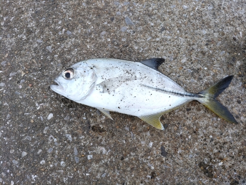 カスミアジの釣果