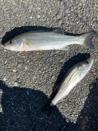 セイゴ（タイリクスズキ）の釣果