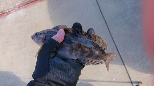 アイナメの釣果