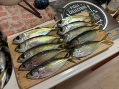 アジの釣果