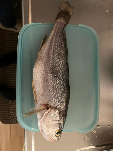 イシモチの釣果