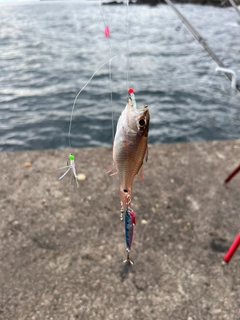 ネンブツダイの釣果