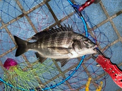 クロダイの釣果