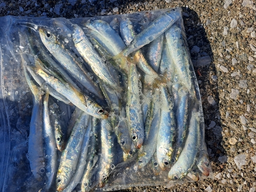 若洲海浜公園海釣り施設