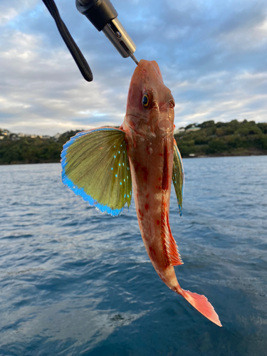 ホウボウの釣果