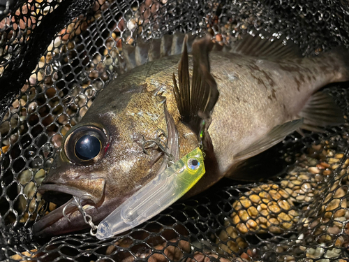 クロメバルの釣果