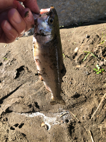 ニジマスの釣果