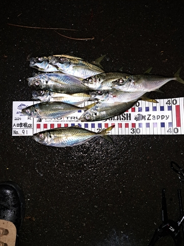 アジの釣果