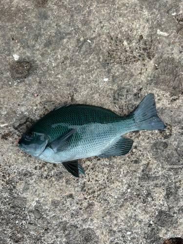 メジナの釣果