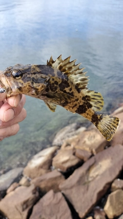 タケノコメバルの釣果