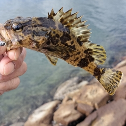 タケノコメバル