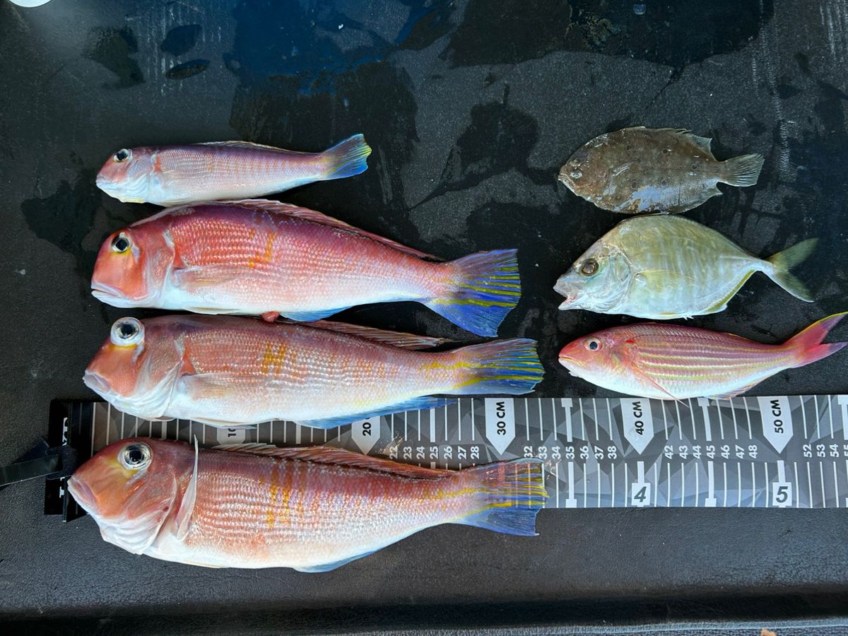 AMFさんの釣果 2枚目の画像