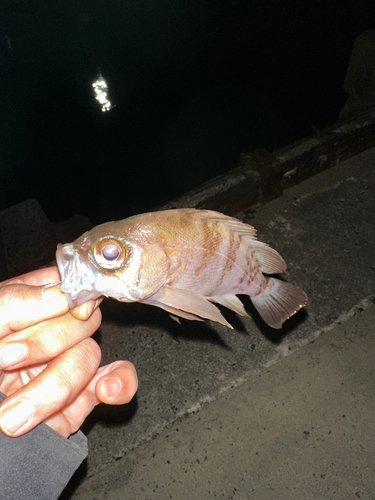 シロメバルの釣果