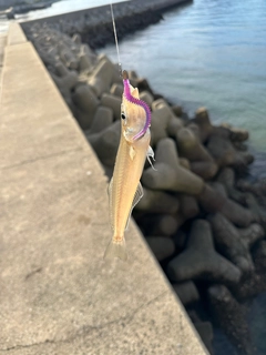 シロギスの釣果