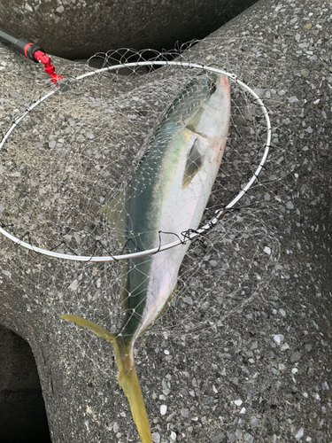 ハマチの釣果