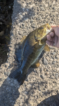 スモールマウスバスの釣果