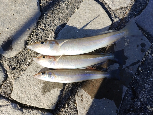 キスの釣果