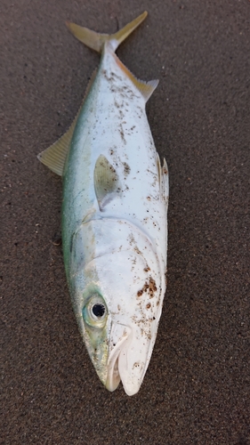 イナダの釣果