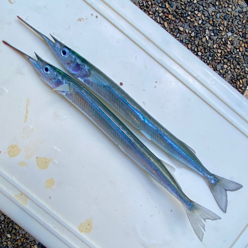 サヨリの釣果