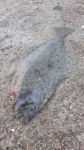 ヒラメの釣果