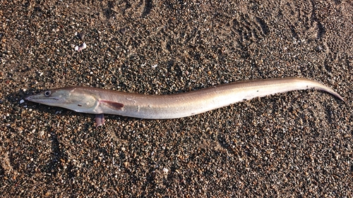 ハモの釣果