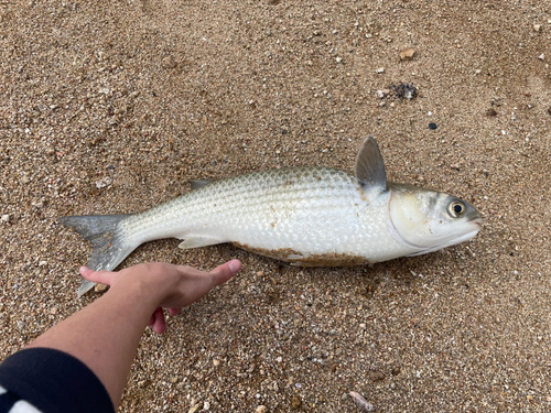 ボラの釣果