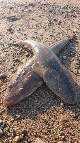 マゴチの釣果