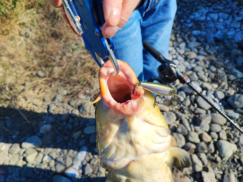 コイの釣果