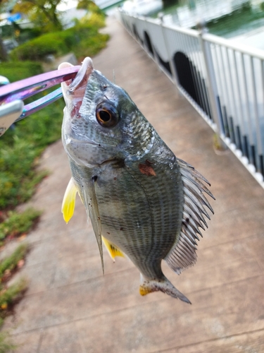 キビレの釣果