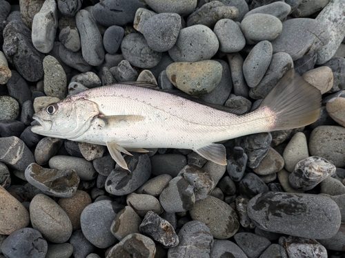 ニベの釣果