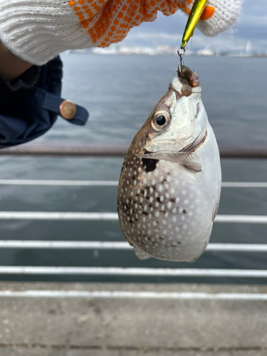 アイゴの釣果