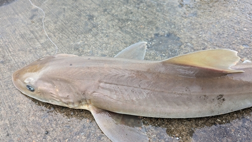 シロザメの釣果