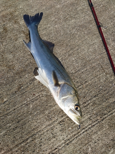 ヒラスズキの釣果