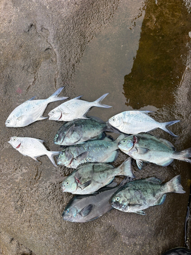 メジナの釣果