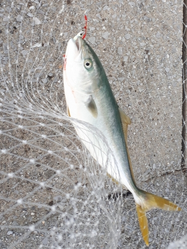 ヤズの釣果