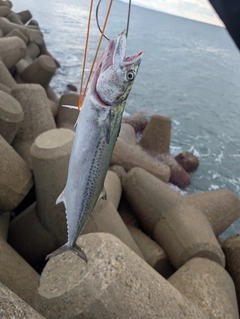 サゴシの釣果